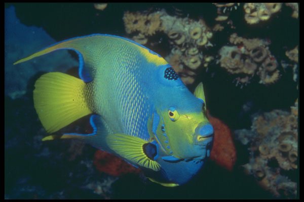 209012 Queen Angelfish A4 Photo Print