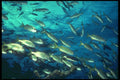 209014 Smallmouth Grunts A4 Photo Print