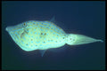 209016 Scrawled Filefish A4 Photo Print