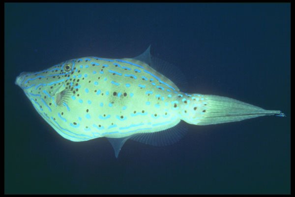 209016 Scrawled Filefish A4 Photo Print