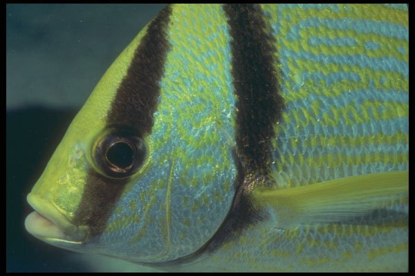 209017 Porkfish A4 Photo Print