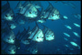 209018 Atlantic Spadefish A4 Photo Print