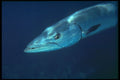 209019 Great Barracuda A4 Photo Print