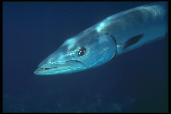 209019 Great Barracuda A4 Photo Print