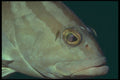 209020 Nassau Grouper A4 Photo Print