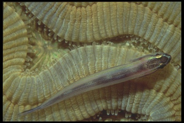 209021 Cleaning Goby A4 Photo Print