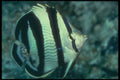 209023 Banded Butterfly Fish A4 Photo Print