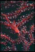 209024 Whitestar Cardinal Fish A4 Photo Print