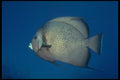 209025 Gray Angelfish A4 Photo Print