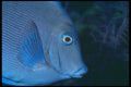 209027 Blue Tang A4 Photo Print