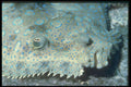 209028 Peacock Flounder A4 Photo Print