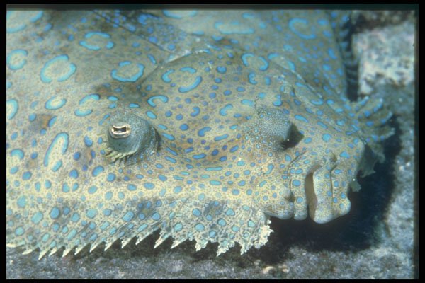 209028 Peacock Flounder A4 Photo Print