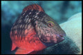 209029 Stoplight Parrotfish A4 Photo Print