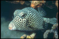 209030 Spotted Trunkfish A4 Photo Print