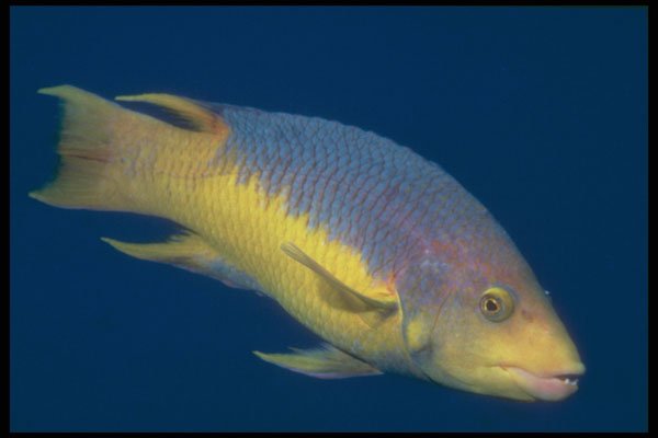 209031 Spanish Hogfish A4 Photo Print