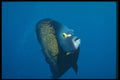 209032 French Angelfish A4 Photo Print