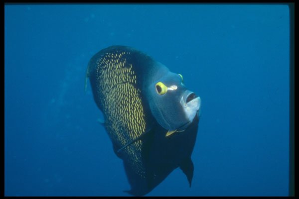 209032 French Angelfish A4 Photo Print