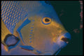 209033 Queen Angelfish A4 Photo Print