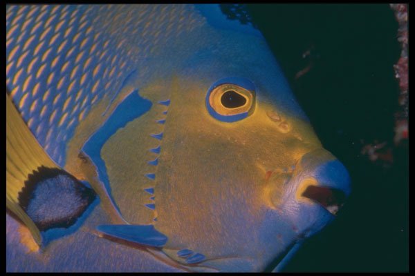 209033 Queen Angelfish A4 Photo Print