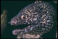 209034 Spotted Moray Eel A4 Photo Print