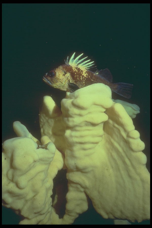 209035 Quillback Rockfish A4 Photo Print