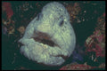 209036 Wolf Eel A4 Photo Print