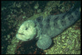 209037 Wolf Eel A4 Photo Print