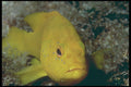209039 Coney A4 Photo Print