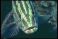 209040 Nassau Grouper A4 Photo Print