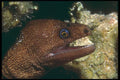 209041 Goldentail Moray Eel A4 Photo Print
