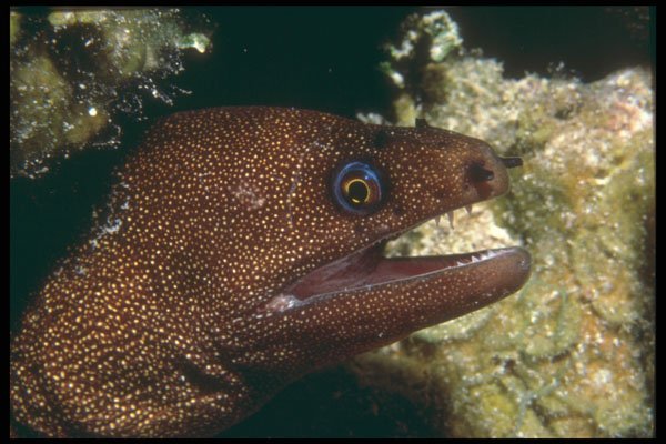 209041 Goldentail Moray Eel A4 Photo Print