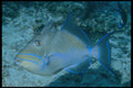 209042 Queen Triggerfish A4 Photo Print