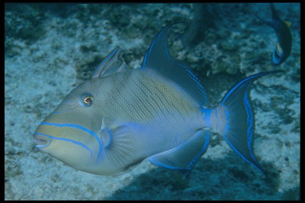 209042 Queen Triggerfish A4 Photo Print