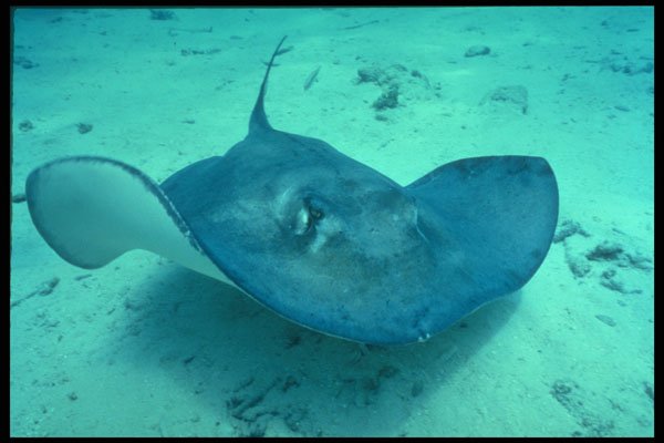 209043 Southern Stingray A4 Photo Print