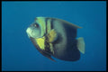 209044 Cortez Angelfish A4 Photo Print