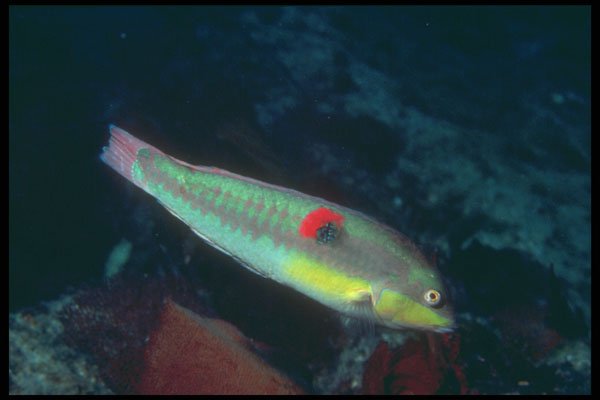 209045 Wounded Wrasse A4 Photo Print