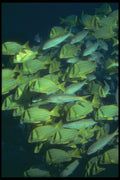 209046 Panamic Porkfish A4 Photo Print