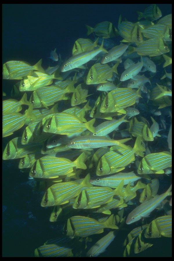 209046 Panamic Porkfish A4 Photo Print