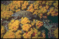 209047 Cortez Soapfish A4 Photo Print