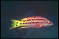 209048 Mexican Hogfish A4 Photo Print