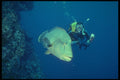 209049 Napoleon Wrasse A4 Photo Print