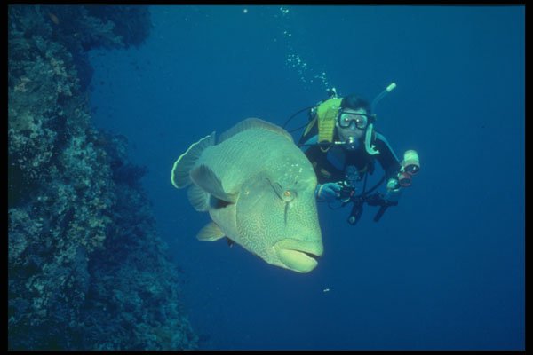 209049 Napoleon Wrasse A4 Photo Print
