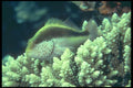 209050 Blackside Hawkfish A4 Photo Print