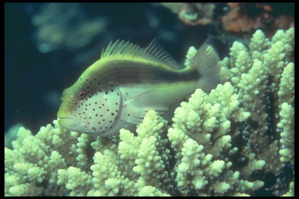 209050 Blackside Hawkfish A4 Photo Print