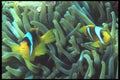 209051 Two banded Anemone Fish A4 Photo Print