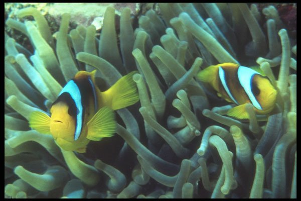 209051 Two banded Anemone Fish A4 Photo Print