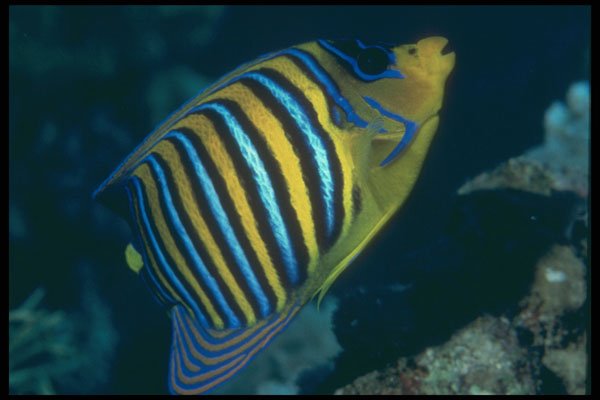 209052 Regal Angelfish A4 Photo Print
