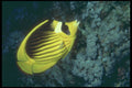 209053 Red Sea Raccoon Butterfly Fish A4 Photo Print