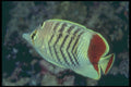 209054 Red Sea Chevron Butterfly Fish A4 Photo Print