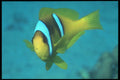 209055 Two banded Anemone Fish A4 Photo Print